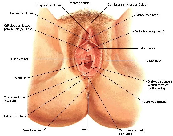 Anatomia feminina
